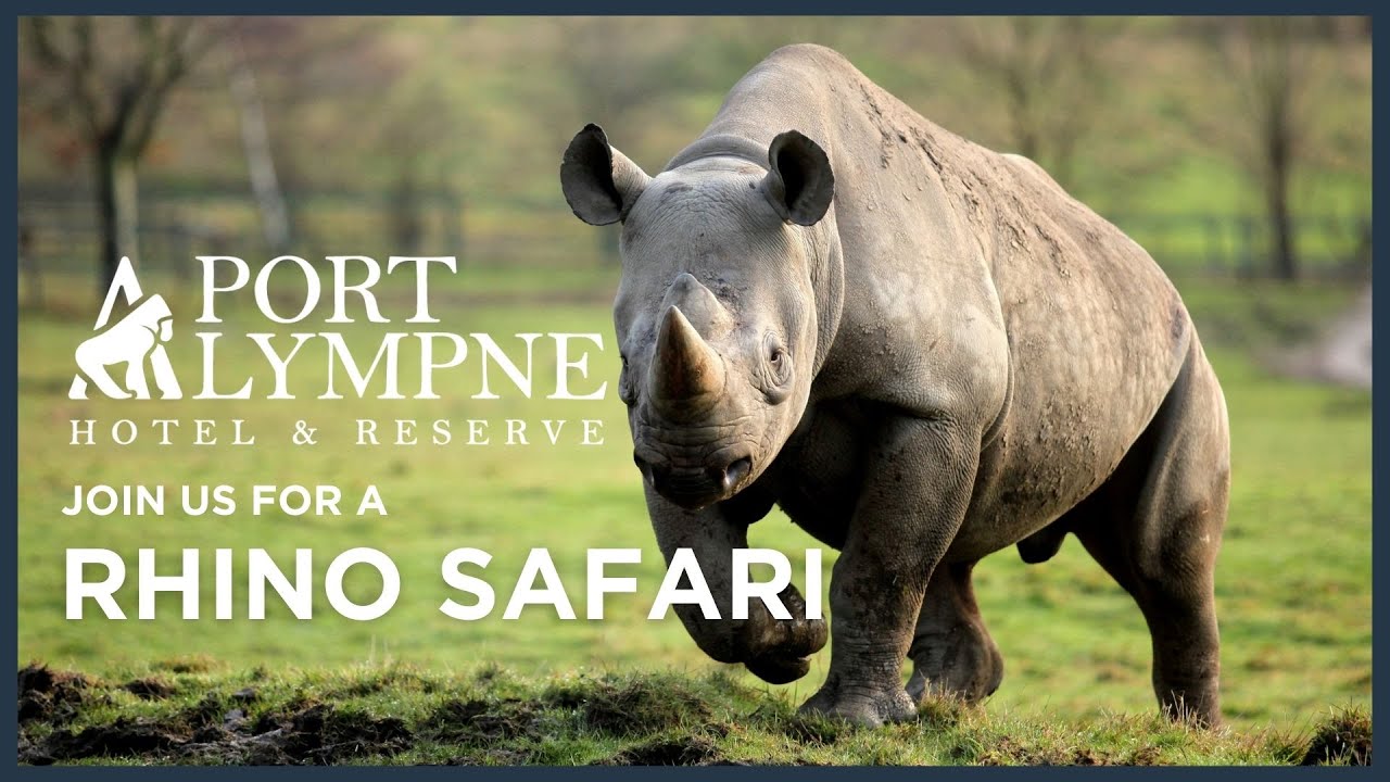 Rhino Safari at Port Lympne Hotel & Reserve - YouTube