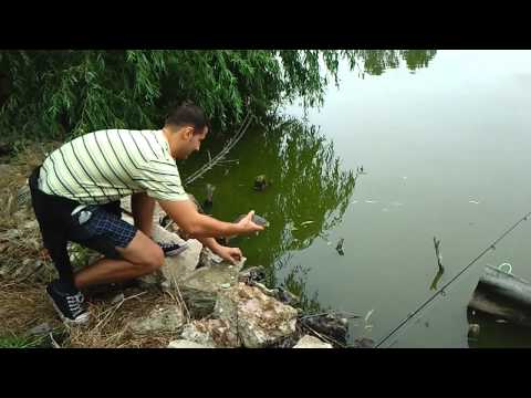 Eliberare ciortan pe balta Gruiu Kojak (CL)