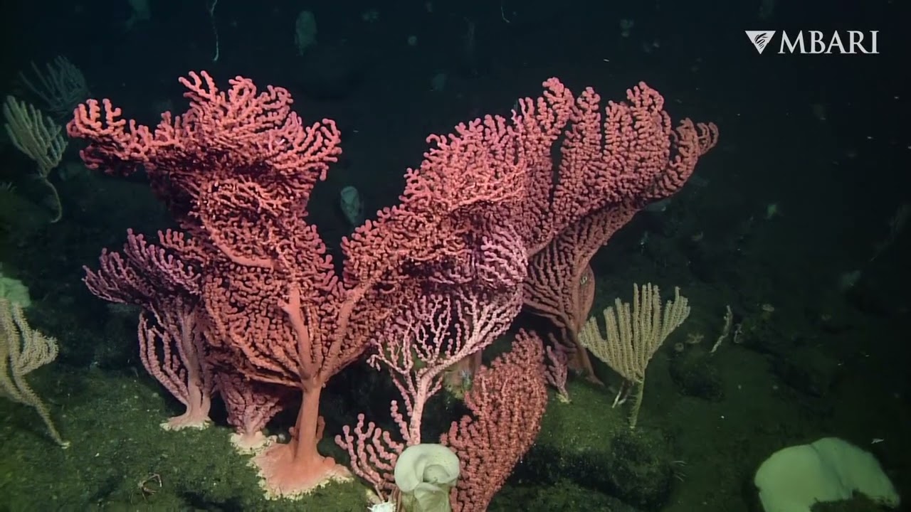 Join us live from the deep as we explore the coral and sponge gardens of Sur Ridge