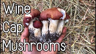 Wine Cap Mushrooms - Harvest, Propagation and Cooking