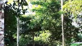 preview picture of video 'ALTA FLORESTA\MT, HOTEL FLORESTA AMAZONICA : MACACOS'