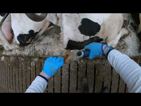 , title : 'Cows Tails Trimming, Feeding Cows Milk Machine, Hoofs Treatment, Milking, Agricultural Machinery'