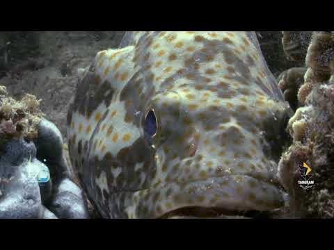 A 40 second film summary of Grouper fish.(Ropme Sea Area).