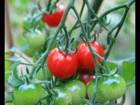 download lagu mp3 mp4 Tomato Mix Nz, download lagu Tomato Mix Nz gratis, unduh video klip Tomato Mix Nz