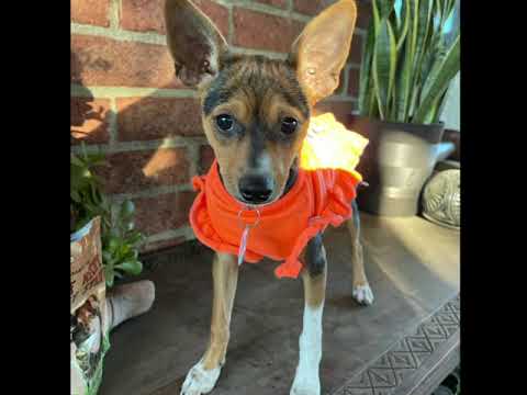 Cher, an adopted Rat Terrier & Chihuahua Mix in Glendora, CA_image-1