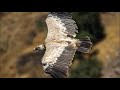 Griffon vulture (Gyps fulvus)