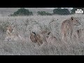 Enkoyonai Lion Pride With Two Baboons Maasai Mara Safari Zebra Plains
