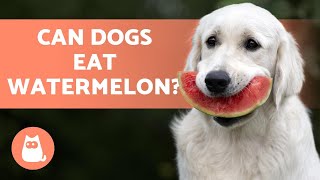 Can Dogs Eat WATERMELON - We Explain All!