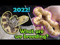 Snake Breeding Plans 2022!!