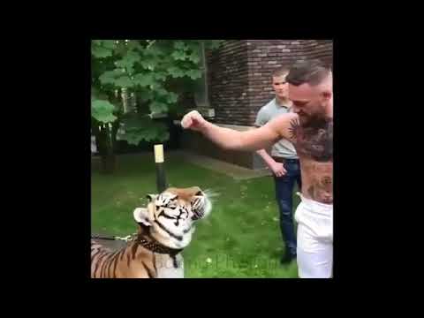 McGregor vs Khabib PETTING TIGER vs BEAR in RUSSIA