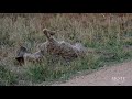 Madikwe Safari Lodge The Tortoise And The Hyena