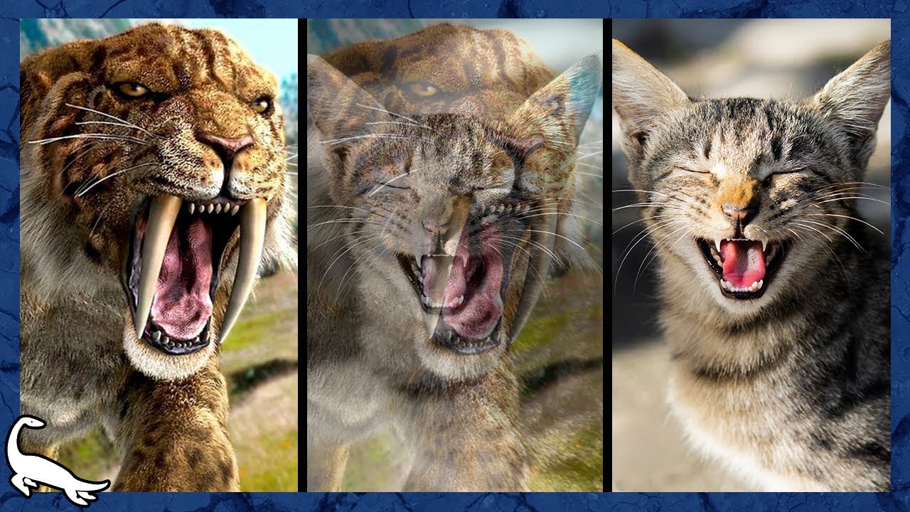 ORIGEM e EVOLUÇÃO dos FELINOS