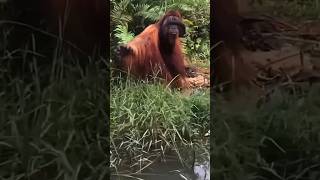 Download lagu Orang utan kalimantan mp3