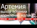 артемия выход артемии и кормление малька артемией 