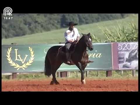 Classificatória Região SC/PR – 8° lugar fêmeas – Ibérica da Vendramin (Prova: Bayard/Sarmento)
