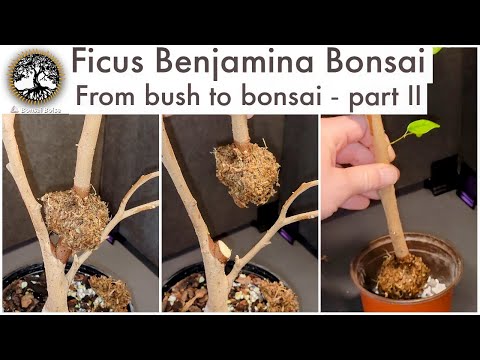 Ficus Benjamina Bonsai - from bush to bonsai (part II)