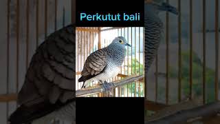 Download lagu perkutut bali mp3 Download lagu perkutut bali mp3