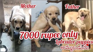 Labrador puppy for sale at low cost|Sold out|hyderabad|dog market in hyderabad
