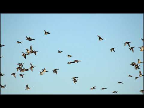 Archive 25 Video thumbnail