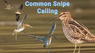 Download lagu TERBARU SUARA PIKAT BURUNG BERKIK SAWAH 2022 | Common snipe calling New2022 mp3