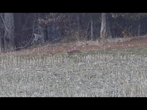 300 Blackout Drops Deer At 264 Yards Subsonic