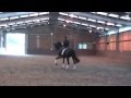 FOR SALE RICCOCHET 8yr Old PSG Dressage Horse