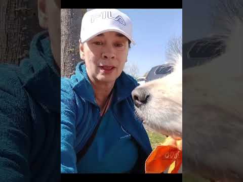 Hundegestützte Arbeit