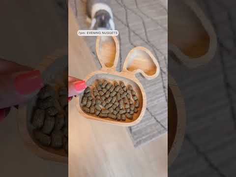What my rabbits eat in a day #bunnies #rabbitdiet #asmr #asmrsounds