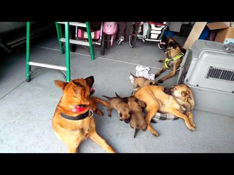 Ronel Jiao pets 🐕dogs