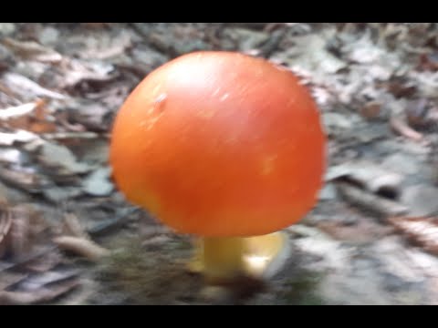 GLJIVE NAŠIH ŠUMA -Blagva, kneginja, jajčara...