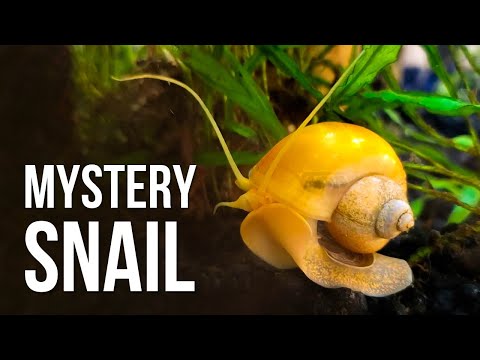 7 Reasons Why I Like Mystery Snails (and 3 Reasons Why I Don't)