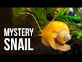 7 Reasons Why I Like Mystery Snails (and 3 Reasons Why I Don't)