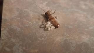 Cockroach Giving Birth Hyperlapse!