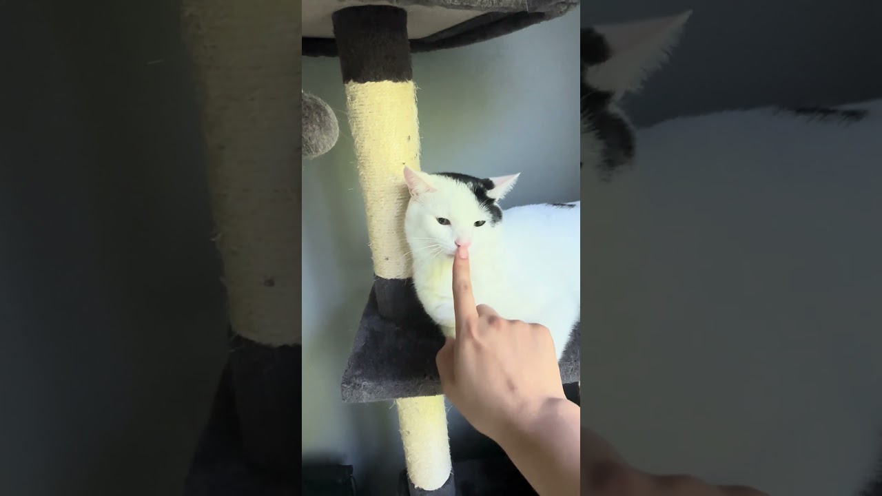Enlarge Cookie, a Adoptable Domestic Short Hair in Fairfax, VA video 6/6