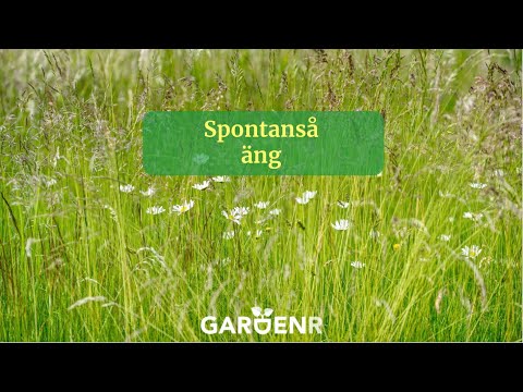 Spontanså äng - Trädgårdshacks med GardenR