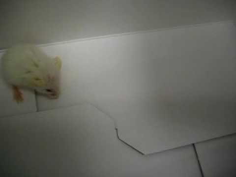 Tailless Mouse