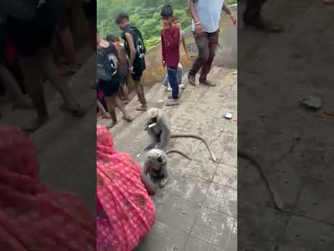 haridwar ma mansha devi langur banr ko icecream 🍦🍦 gift ki