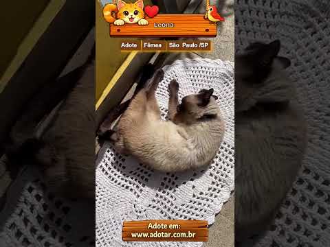 Vídeo de Leona