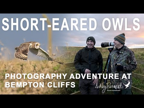 Owl Amazing - Photographing Short Eared Owls