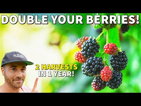 Plant Raspberries And Blackberries NOW And Double Your Berry Harvest