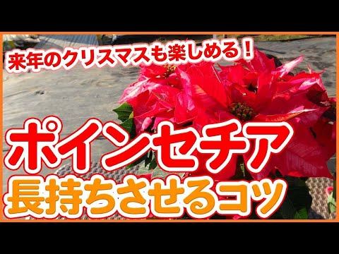 ポインセチアを再び咲かせる方法は次のとおりです。 植物