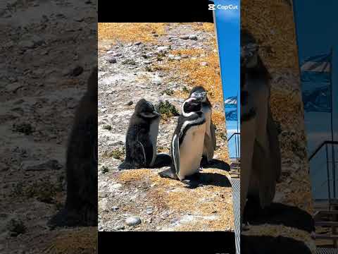 Cabo dos Bahias, Camarones, Chubut. Pinguins de Magalhães e Guanacos