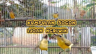 Download lagu KUMPULAN SUARA SOGON IJOAN NGRIWIK PANCINGAN AMPUH SOGON BAHAN   #sogonijoanngriwik #sogonijoangacor mp3