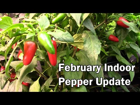 February Indoor Pepper Update - Harvesting Lots Of Peppers