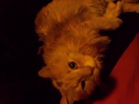 Cid activation noise