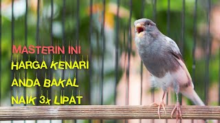 Download lagu Kenari Panda Gacor Isian Blackthroat Durasi Panjan... mp3