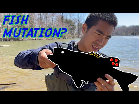 SO EINEN BASS HABE ICH NOCH NIE GEFANGEN!!! (SELTENE Fischmutation?!)