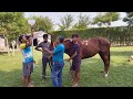 Liquid Paraffin Is Used For Horses As A Laxative To Treat Constipation Impactions And Colic