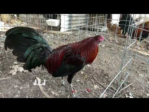 Mcrae 1/2  Leiper 1/2