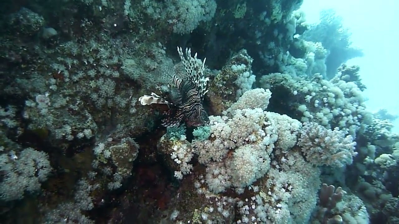 Lion fish